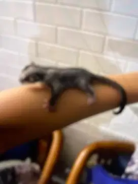 Sugar glider op 3 Minggu