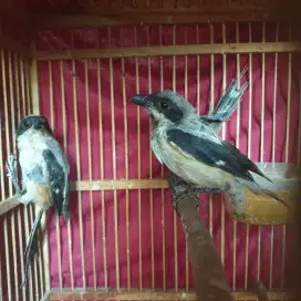 Anakan pentet item udah makan pur