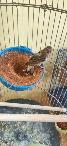 Blackthroat betina blorok 2 x produk