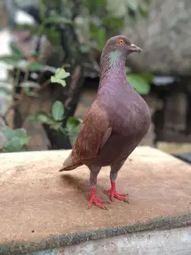 3 ekor merpati jantan kolong