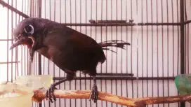 BURUNG POSAY MANTEL BODY BESAR BUNYI GACOR
