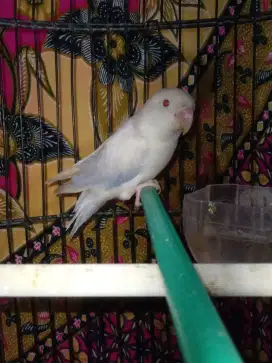 Lovebird biola euwing vio pf