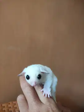 Sugar Glider Leu & Moza