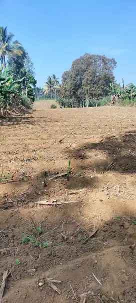 Tanah kebun produktif di kenongo jabung malang