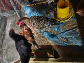 Jual murah ayam kampung sehat dan gemuk