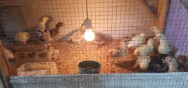 Anak ayam KUB 2 (Kampung Unggulan Balitbangtan)