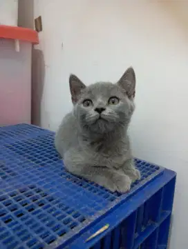 Kucing British Shother