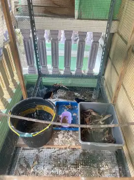 Burung murai sepasang