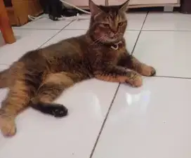 kucing munchkin persia