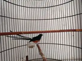 Murai Ekor Panjang Siap Lomba