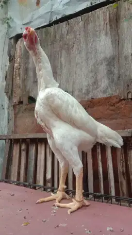 Ayam shamo zuchter