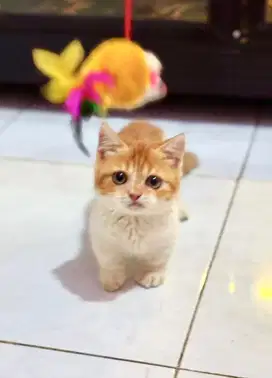 Kucing kitten munchkin betina