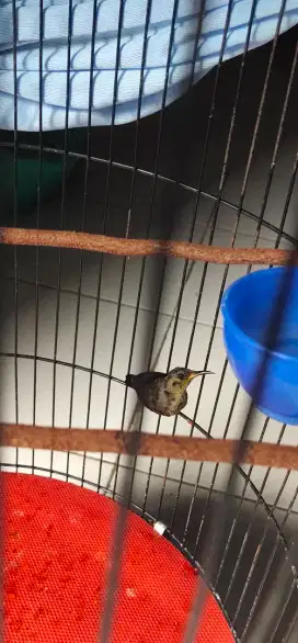 Burung kolibri trotol gacor
