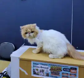 Kucing persia peaknose