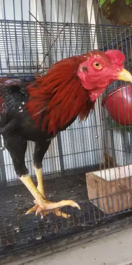 Jual ayam jafo bangkok