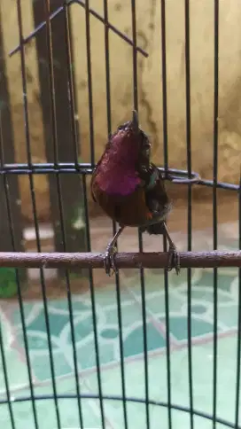 Burung kecil dada coklat