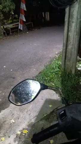 cari hibah kucing