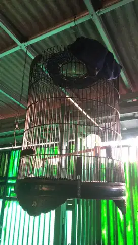 Sangkar / Kandang burung