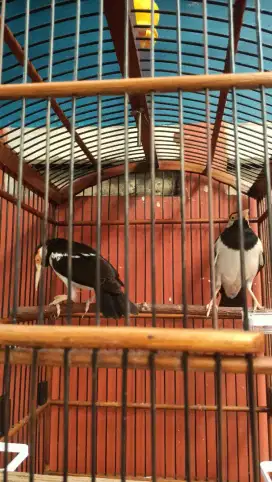 SEPASANG JALAK SUREN