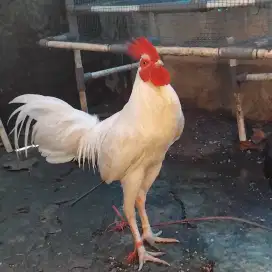 Ayam jantan putih
