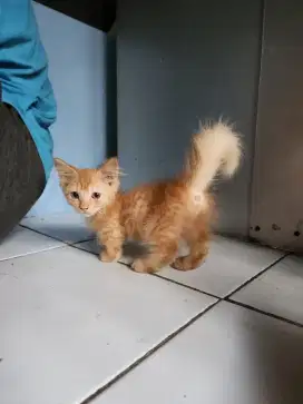 Munchkin standar dan NS