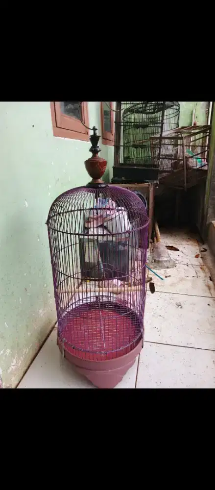 Kandang lb Lovebird