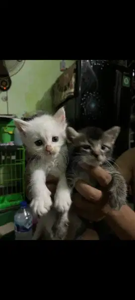 Kucing kitten anggora persia usia 1 bulan makan minum sendiri