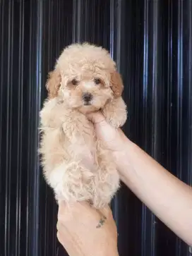 MALTIPOO / MALTESE MIX POODLE
