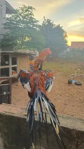 Ayam Ekor Lidi Super Mekar