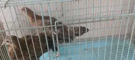 Ayam hutan hijau