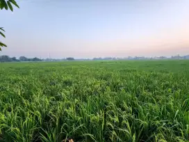 Dijual sawah produktif