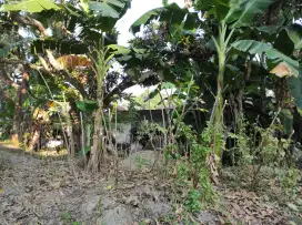 Jual Pelepah + Daun Pisang