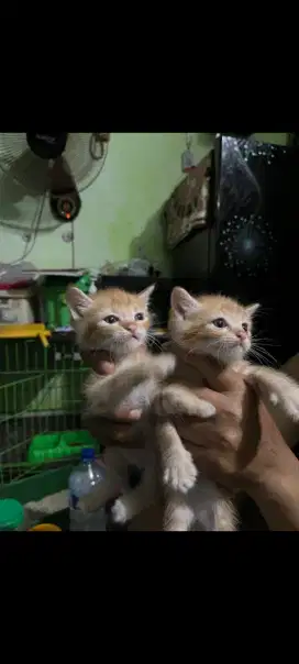 Kucing kitten keturunan anggora persia usia 1 bln kembar betina