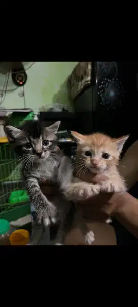 Kucing kitten turunan anggora persia usia 1 blh makan minum sendiri