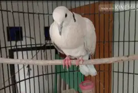 Burung puter pelung murah