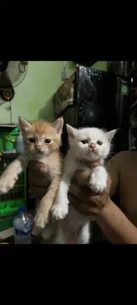 Kitten  keturunan anggora persi usia 1 bln makan minum sendiri