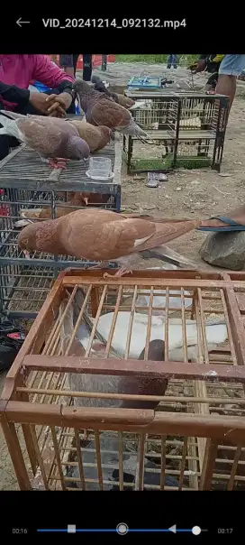 Burung dara merpati
