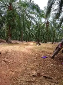 Cari karyawan pemanen akad jawa pasutri