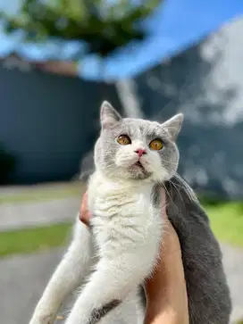 Dijual Kucing BSH Bicolour