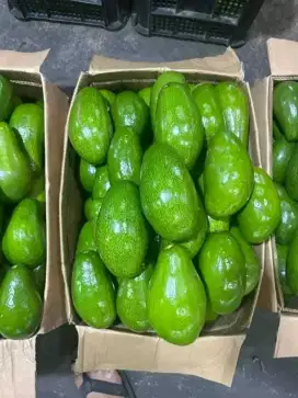 Alpukat Siger Medan ( Grade A), Jual Partaian pengiriman dari Medan