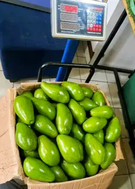 Alpukat Siger Medan ( Grade A) Jual Partaian pengiriman dari Medan