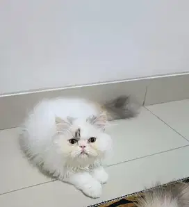 Peaknose betina 4
