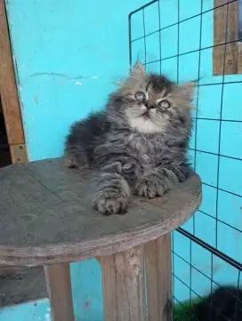 Kitten persia flatnose