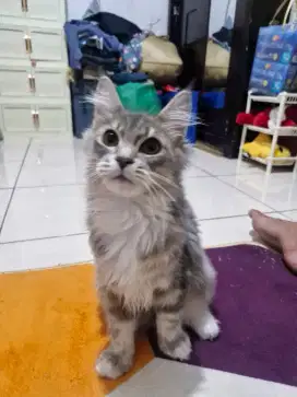 Mainecoon 4 bulan