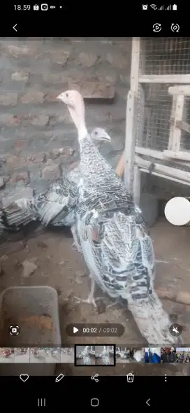 Ayam kalkun remaja