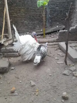 Ayam kalkun indukan