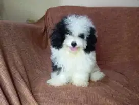Party poodle betina
