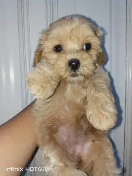 Anjing Poodle usia 2 bulan