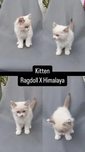 Kitten Himalaya x Ragdoll