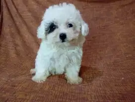 Poodle party betina Calon bajak laut woiiiii